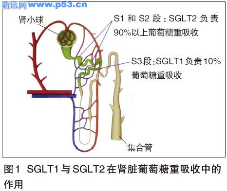 SGLT1SGLT2е